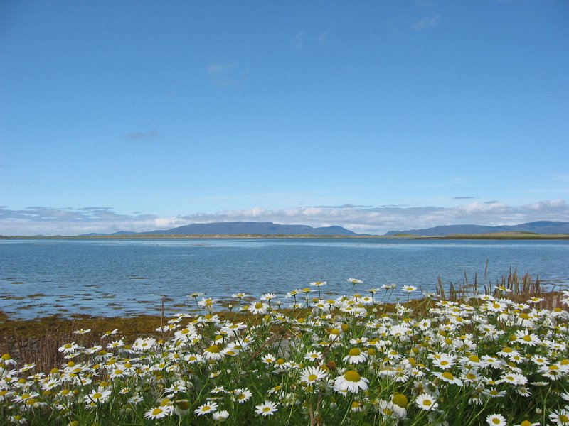 17. Wild flowers at Clew Bay.jpg